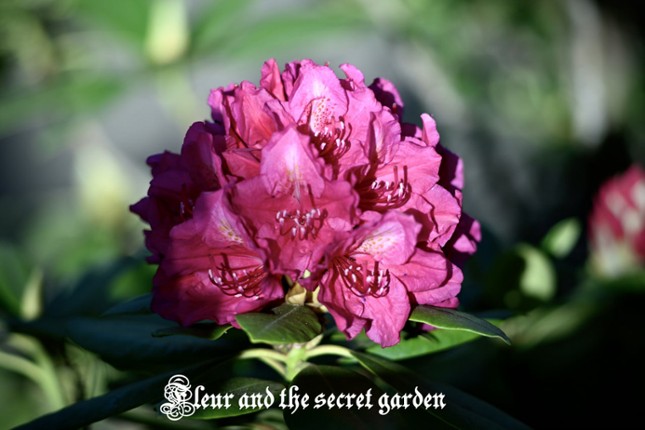 Fleur and the secret garden Image