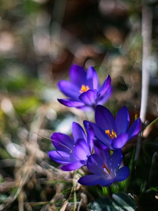 Fleur and the secret garden screenshot