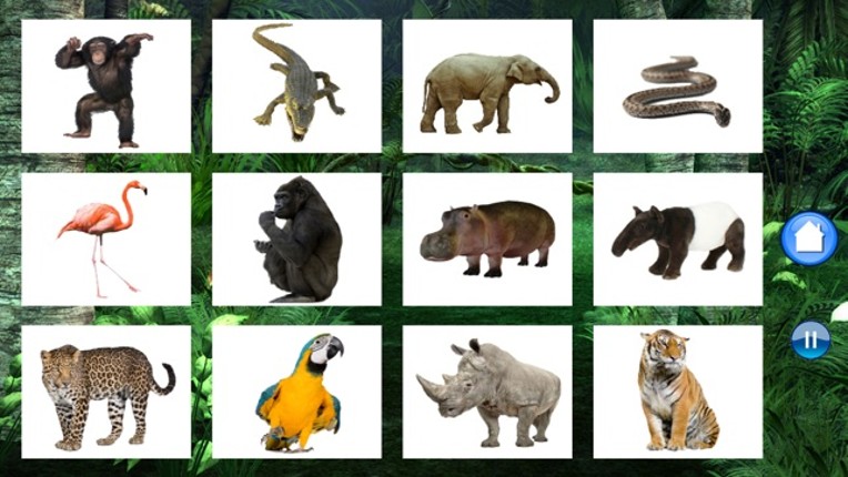 Sounds of Jungle screenshot