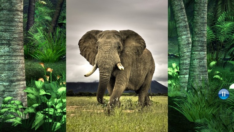 Sounds of Jungle screenshot