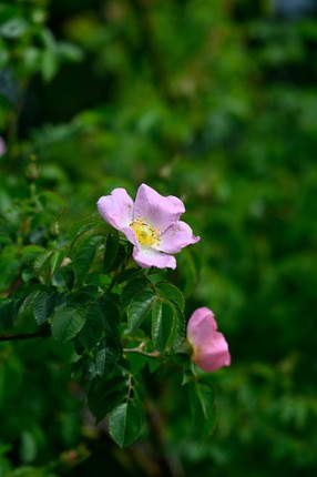 Fleur and the secret garden screenshot