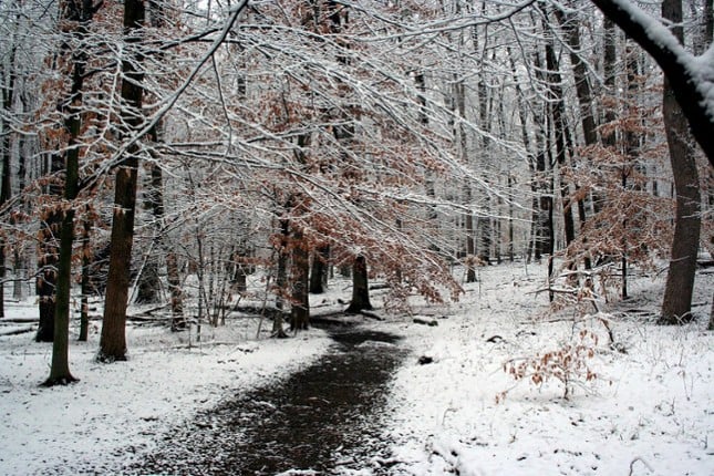 A Somber Winter's Day Image