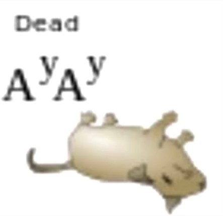 Coding 1 Image
