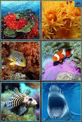 Sea Life Jigsaw Puzzles Image