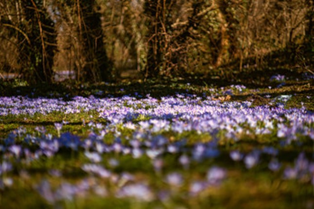 Fleur and the secret garden screenshot