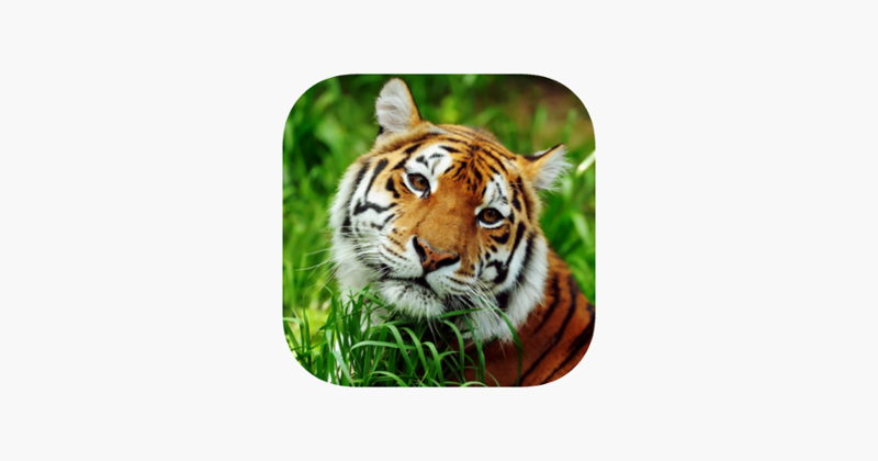 Asian Tiger Survival Simulator Game Cover