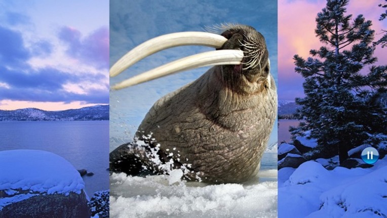 Animals North screenshot