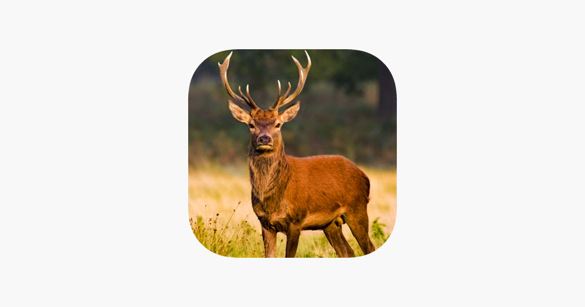 Games like Deer Hunter Game : Best Deer Hunting in Sniper Shooting Game of 2016
