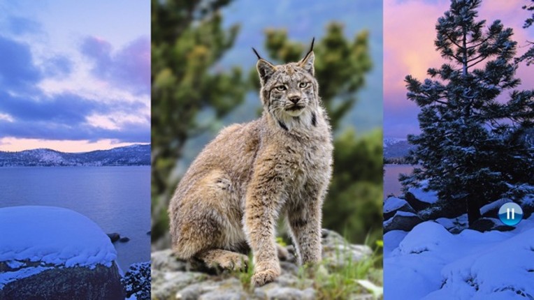 Animals North screenshot