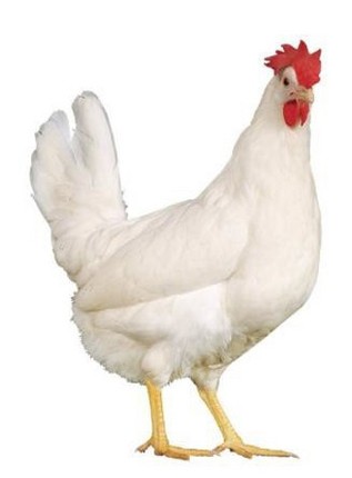 Chicken Clicker Image