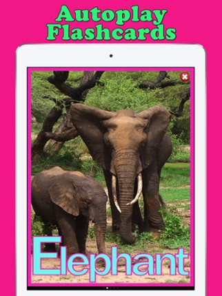 Play & Learn Animal Flashcards Image