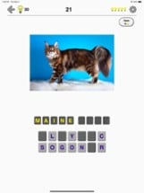 Cats: Photo-Quiz about Kittens Image