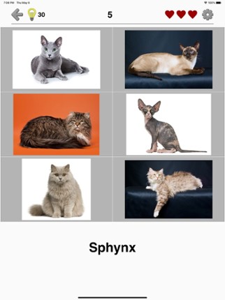 Cats: Photo-Quiz about Kittens screenshot