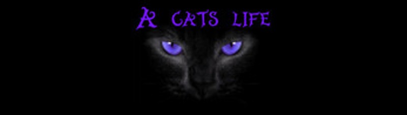 A cat's life Image