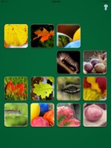 MathTappers: MultiMatch Image