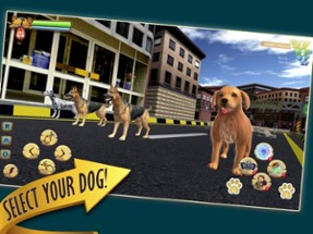 Zoro Pet Dog Race Image