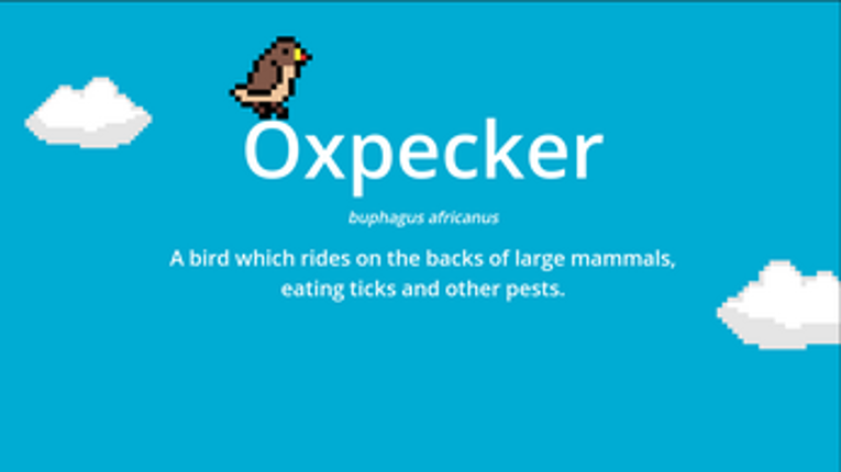 Oxpecker Image
