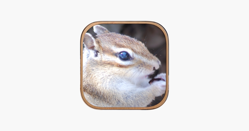 Squirrel Healing Life Game Cover