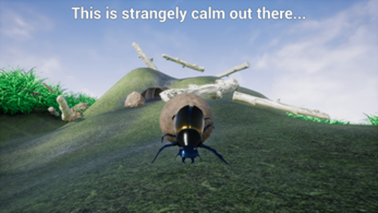 Dung Beetle Image