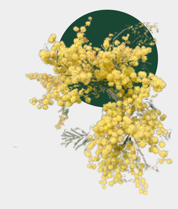 LOGAN: An Autobiographical Tabletop Game Image