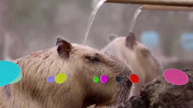Video-Balls Image