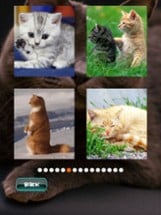 Cat Puzzles Image