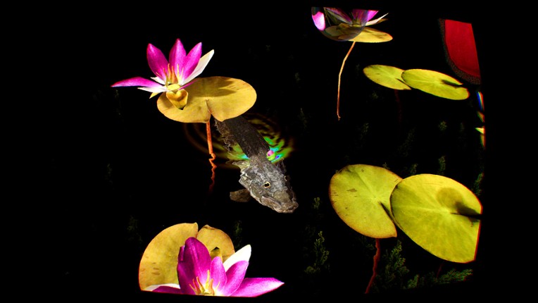 Grenouilles 3D screenshot