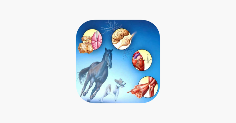 Veterinary Terminology Quiz Game Cover