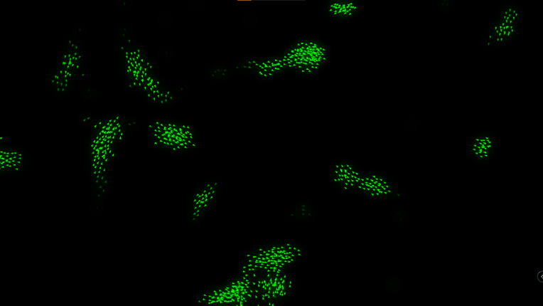 An Interactive Boids Simulation Image