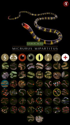 Serpientes venenosas Colombia-Venomous snakes Colombia Image