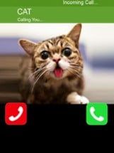 Call Cat 2 Image