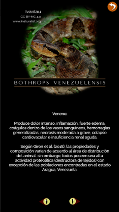 Serpientes venenosas Colombia-Venomous snakes Colombia screenshot