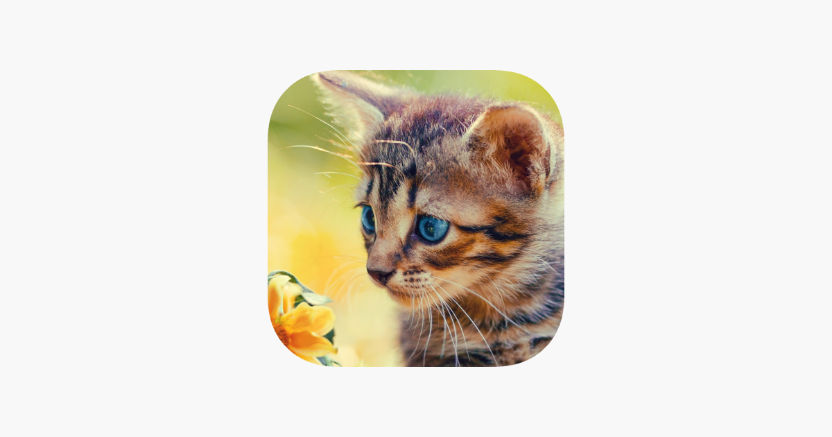 Games like Cat Jigsaw Puzzles HD - Easy Jigsaw Puzzles Games for Kids Free