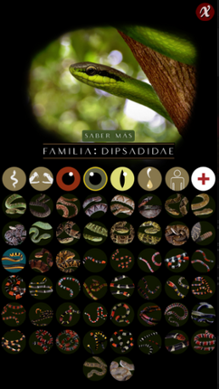 Serpientes venenosas Colombia-Venomous snakes Colombia Image