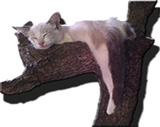 Games like Gatos Locos