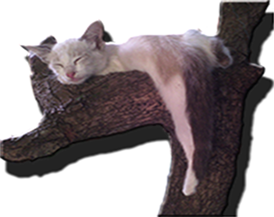 Gatos Locos Image