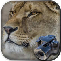 Hidden Object Safari - Animals Image