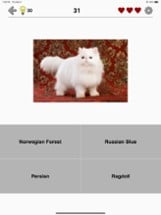 Cats: Photo-Quiz about Kittens Image