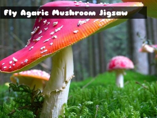 Games like Fly Agaric Mushroom