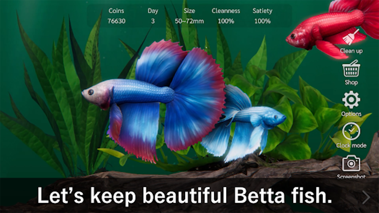 Bettarium - Betta Fish Tank Image