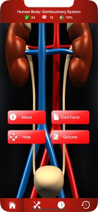 Genitourinary System Trivia Image