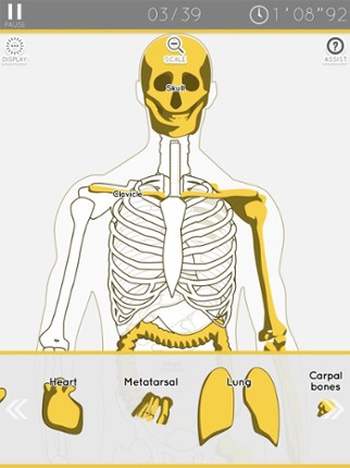 Enjoy Learning Anatomy puzzle screenshot