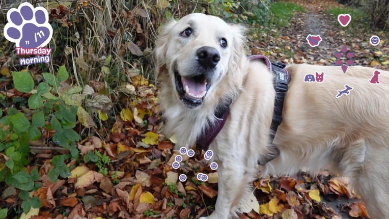 Golden Retriever Simple Life screenshot
