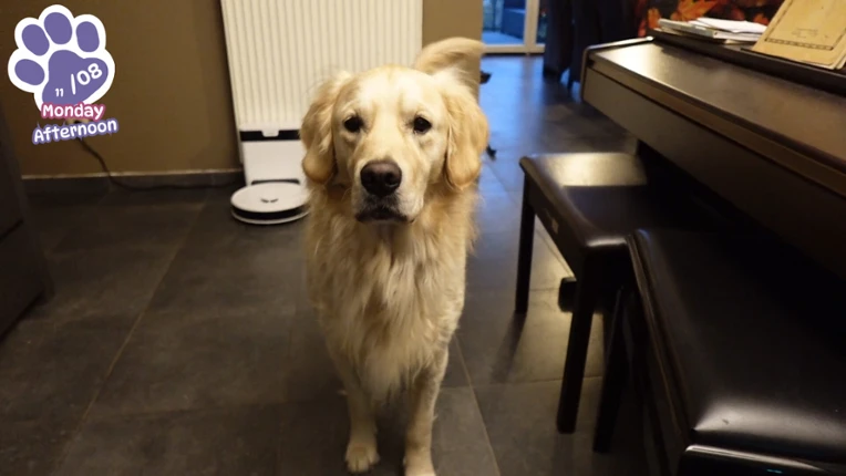 Golden Retriever Simple Life screenshot