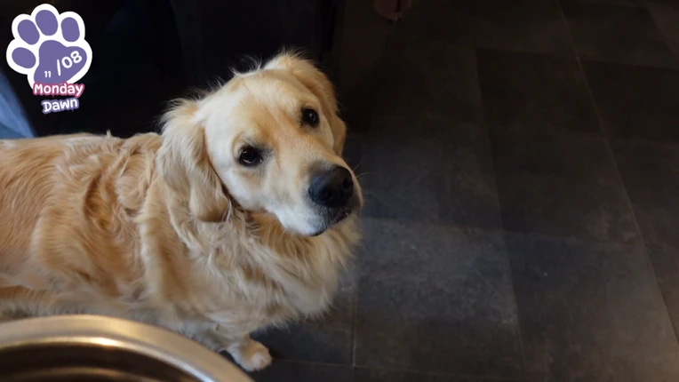Golden Retriever Simple Life screenshot