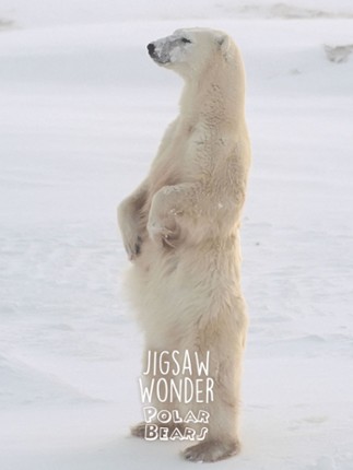Jigsaw Wonder Polar Bear Puzzles for Kids Free screenshot
