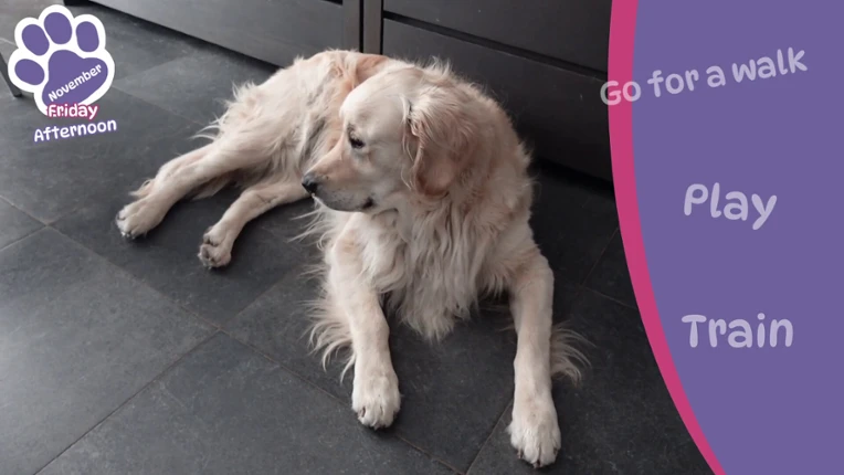 Golden Retriever Simple Life screenshot