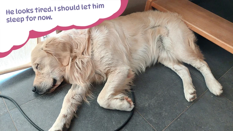 Golden Retriever Simple Life screenshot