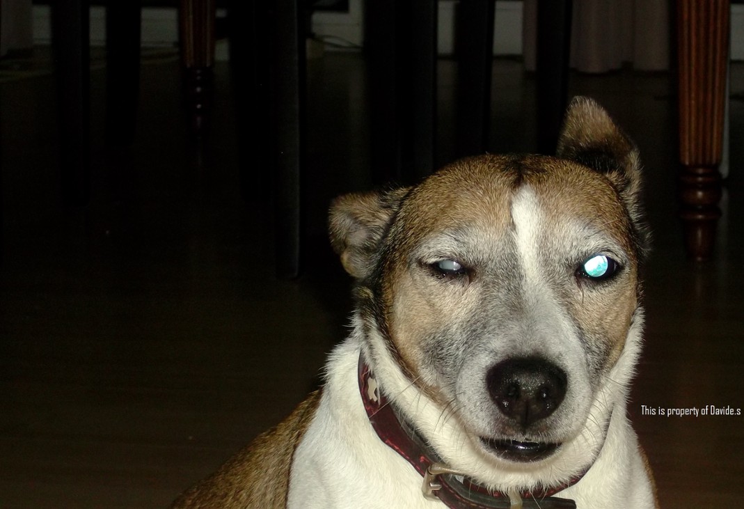 Games like Dog Pictures (NFT) - Chico