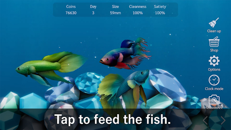 Bettarium - Betta Fish Tank Image